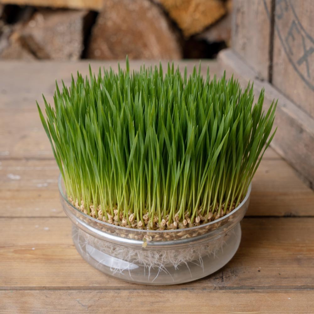 Graines de micropousses de blé - 400 graines biologiques