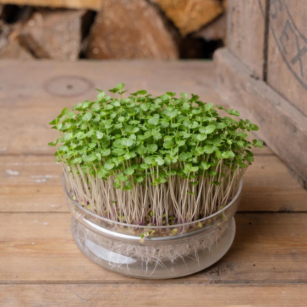 Graines de micropousses de chou frisé rouge de Russie - 5000 graines biologiques