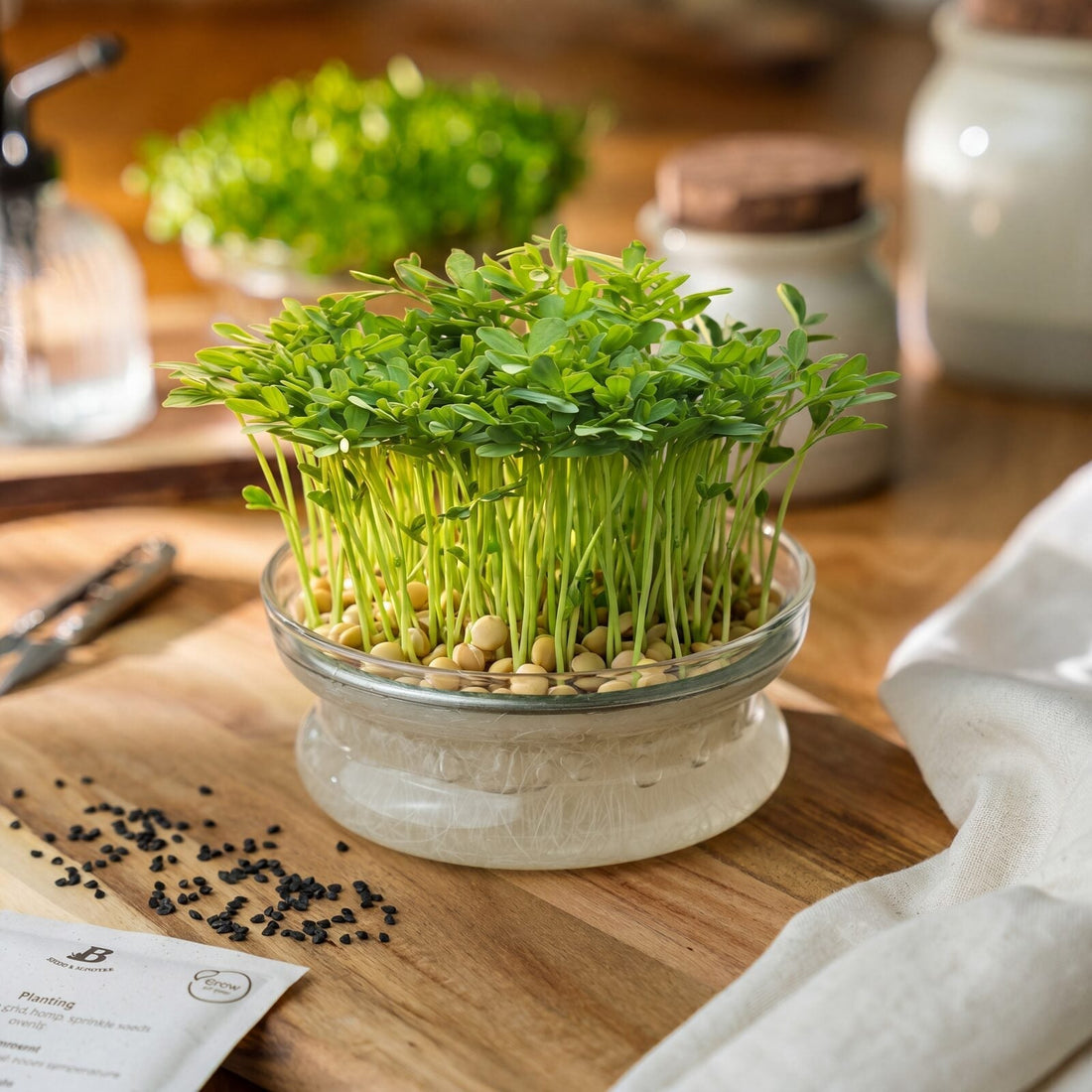 Graines de micropousses 'Lentille verte' - 500 graines biologiques