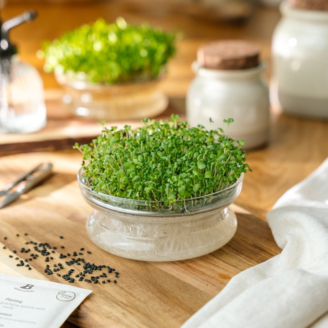 Graines de micropousses 'Mizuna verte' - 6800 graines biologiques