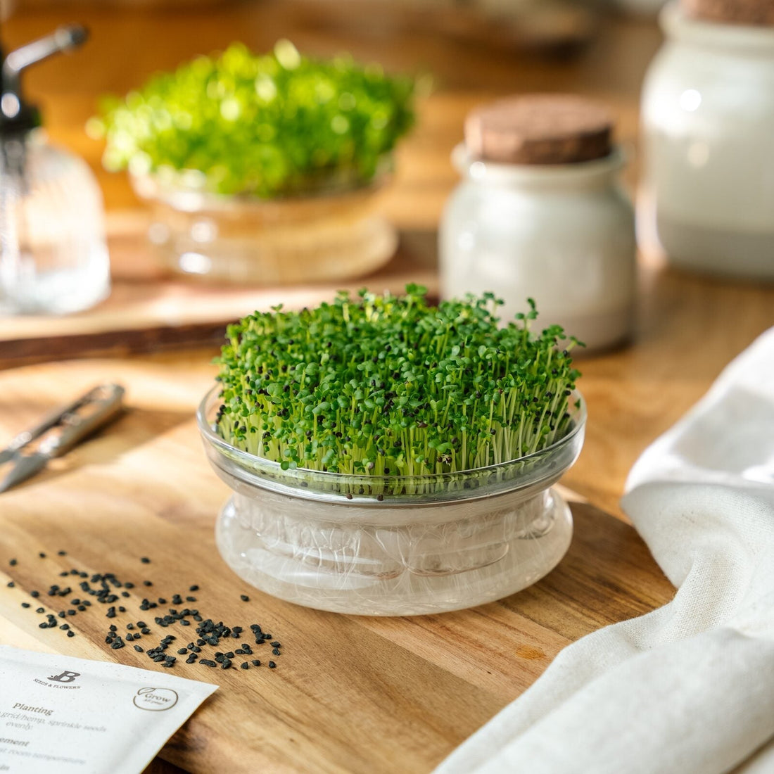 Graines de micropousses 'Pak choï vert' - 6000 graines biologiques