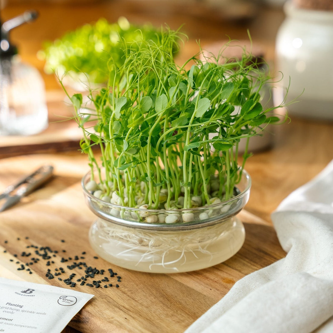 Graines de micropousses 'Pois' - 100 graines biologiques