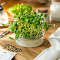 Graines de micropousses 'Tournesol' - 100 graines biologiques
