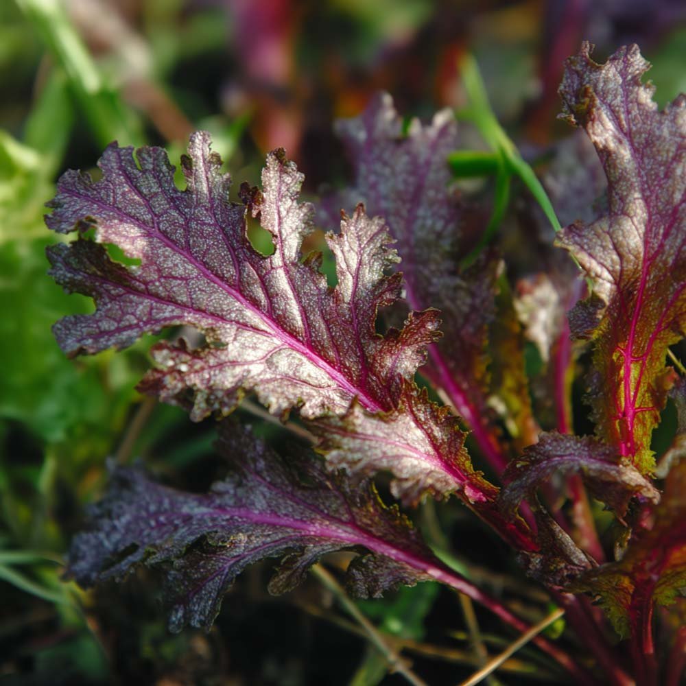Graines de moutarde de Sarepta 'Rouge Métis' - 180 graines biologiques