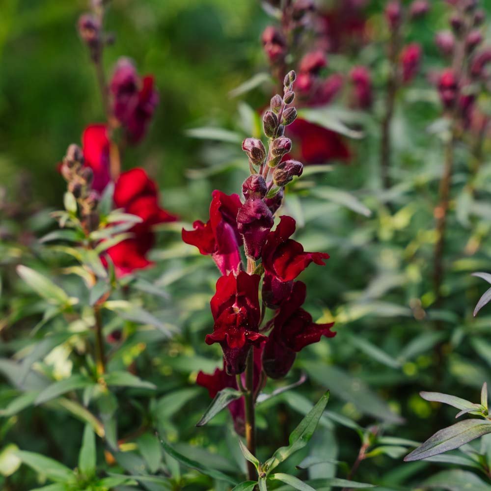 Graines de muflier 'Black Prince' - 100 graines biologiques