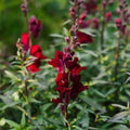 Graines de muflier 'Black Prince' - 100 graines biologiques