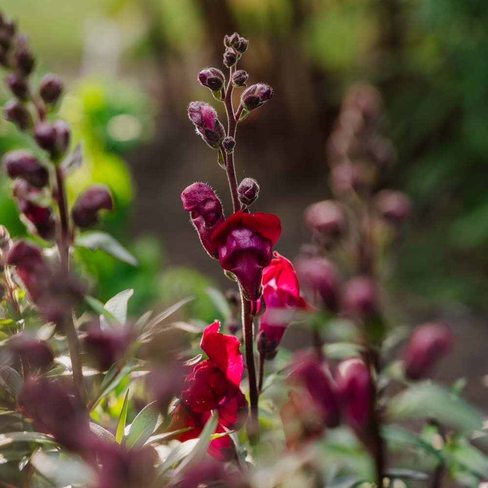 Graines de muflier 'Black Prince' - 100 graines biologiques