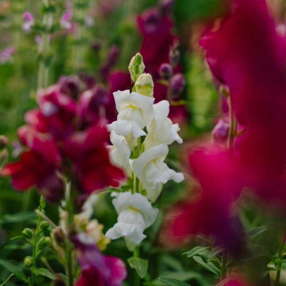 Graines de muflier 'Snapdragon' - 1500 graines biologiques