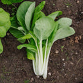 Graines de Pak Choi 'Taisai' - 50 graines biologiques