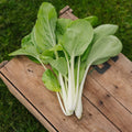 Graines de Pak Choi 'Taisai' - 50 graines biologiques