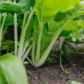 Graines de Pak Choi 'Taisai' - 50 graines biologiques