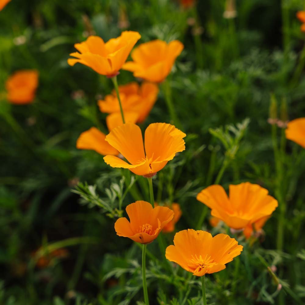 Graines de pavot de Californie - 100 graines biologiques