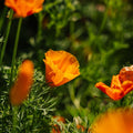 Graines de pavot de Californie - 100 graines biologiques