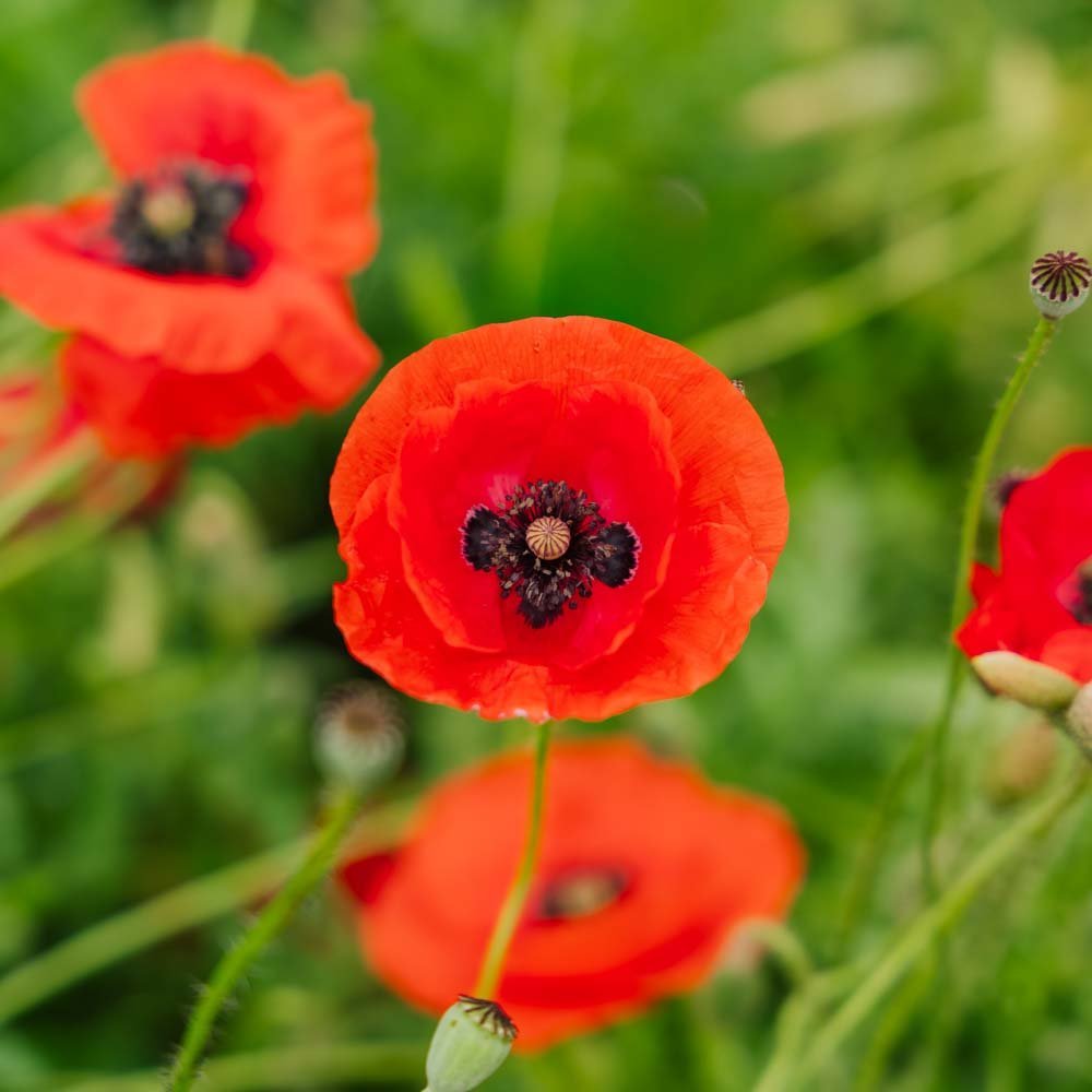 Graines de pavot 'Poppy Mix' - 700 graines biologiques