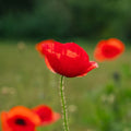 Graines de pavot 'Poppy Mix' - 700 graines biologiques