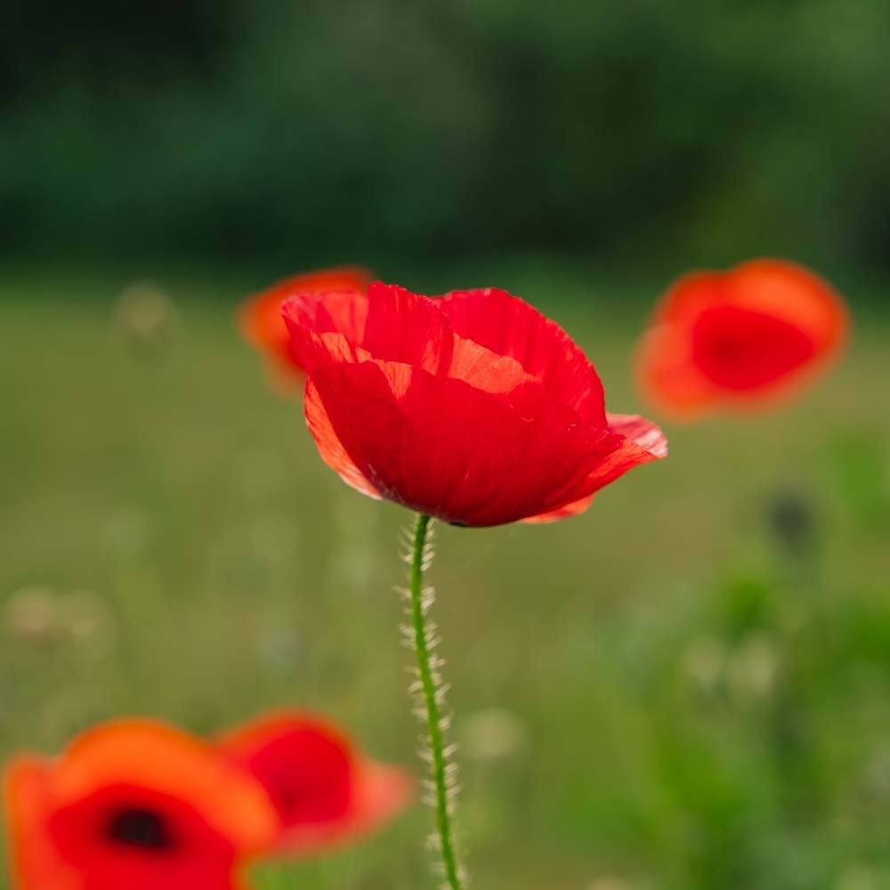 Graines de pavot 'Poppy Mix' - 700 graines biologiques