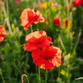 Graines de pavot 'Poppy Mix' - 700 graines biologiques
