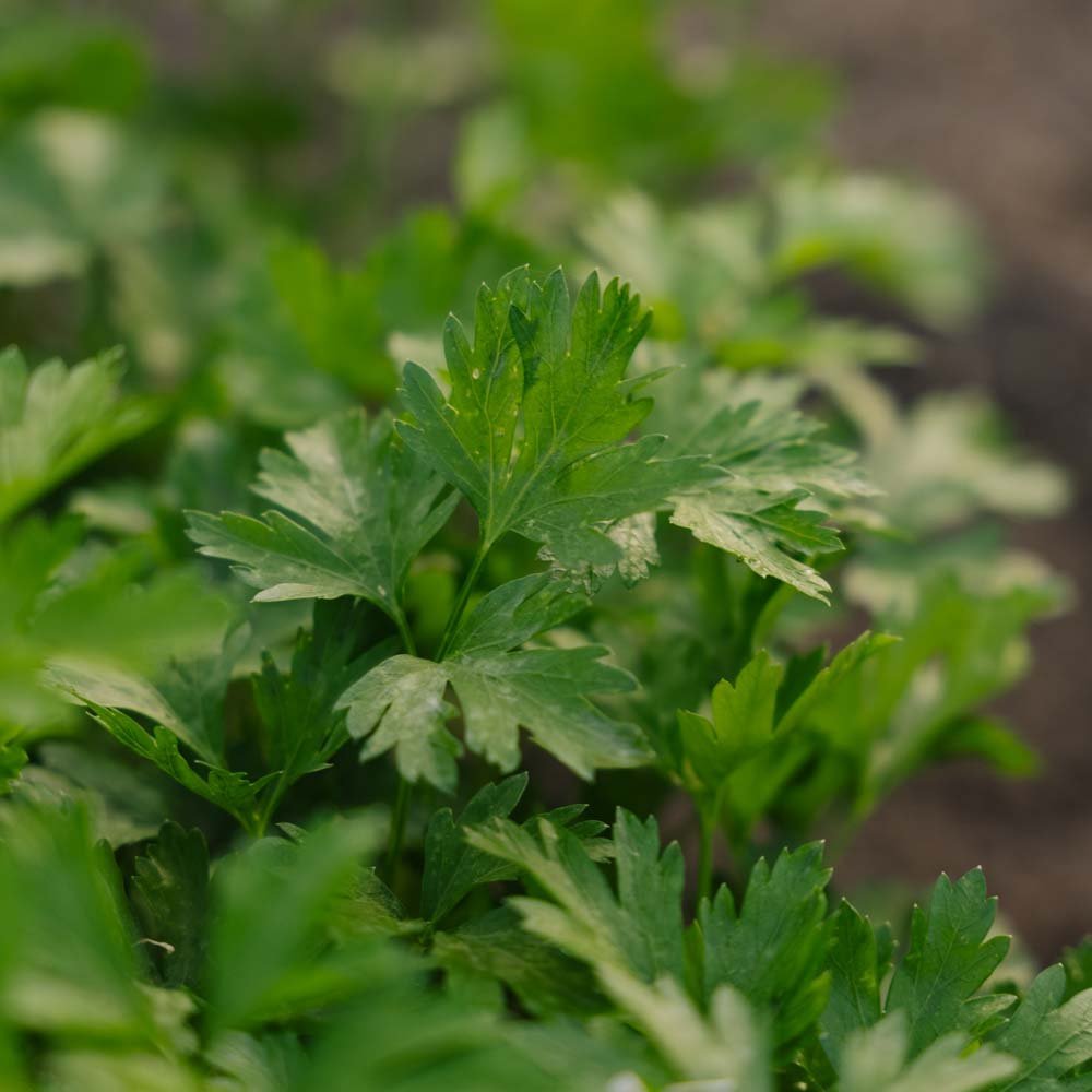 Graines de persil 'Giant of Italy' - 200 graines biologiques