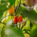 Graines de piment 'Lila Luzi' - 5 graines biologiques
