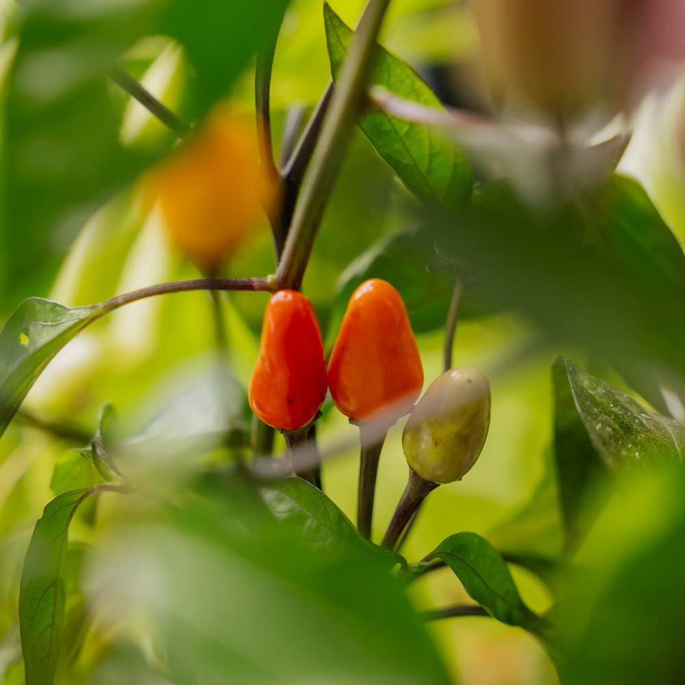 Graines de piment 'Lila Luzi' - 5 graines biologiques