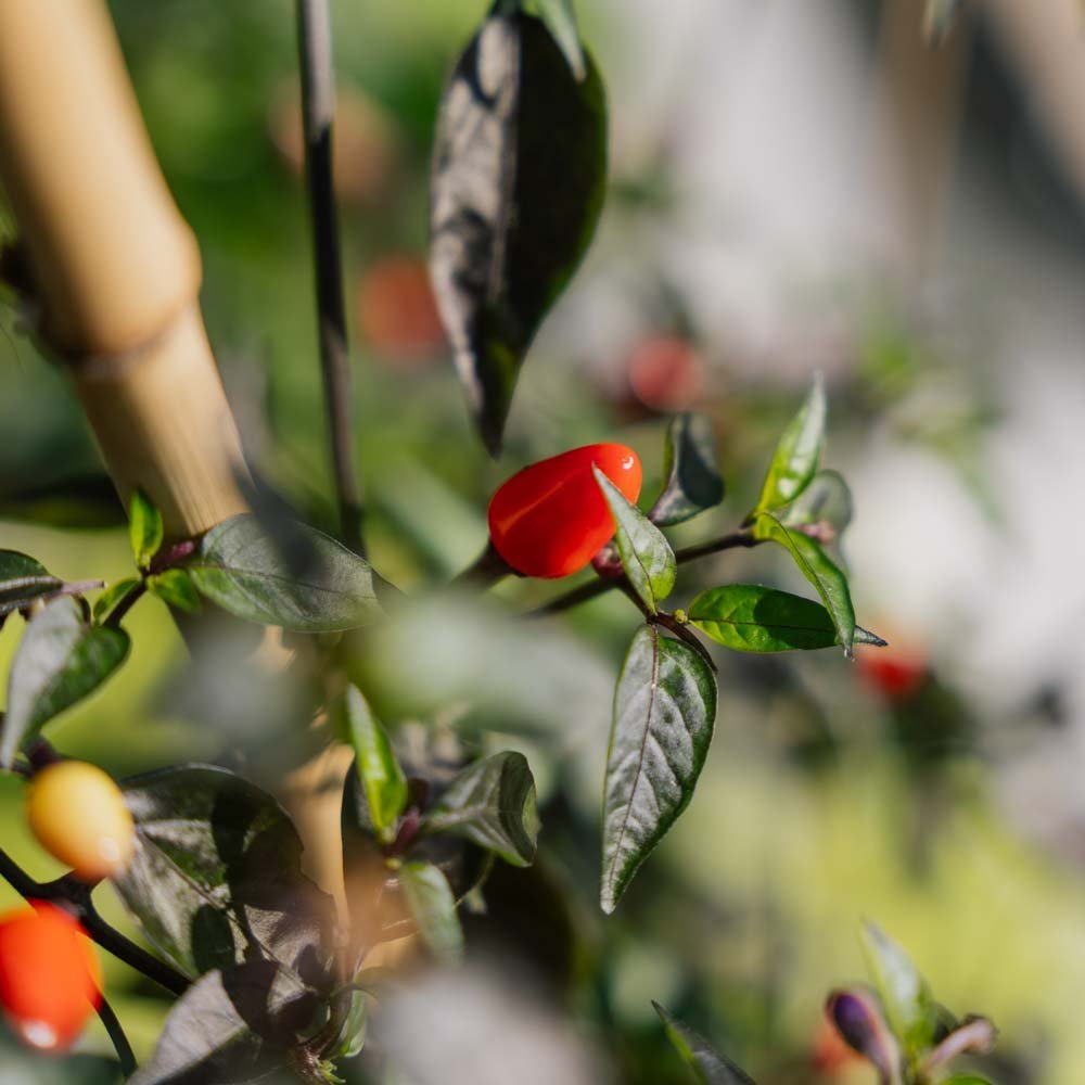 Graines de piment 'Lila Luzi' - 5 graines biologiques