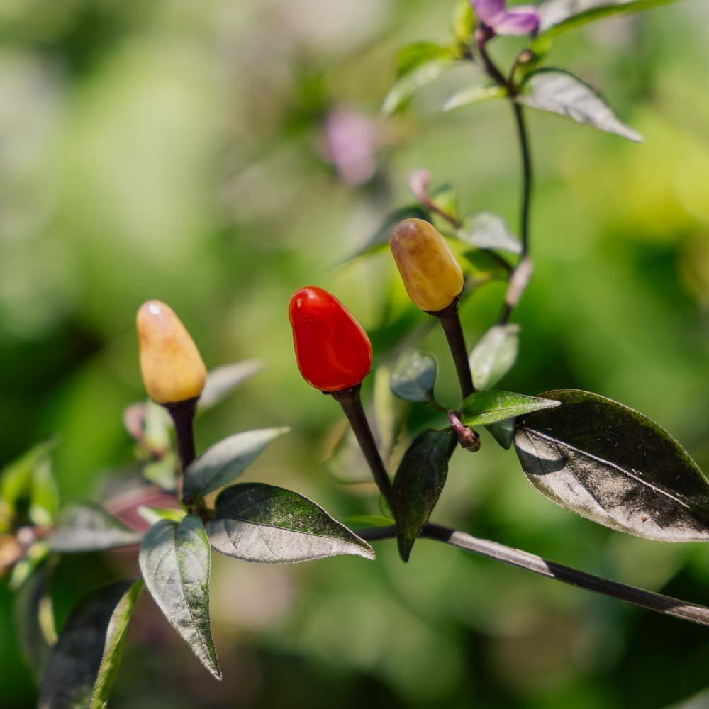 Graines de piment 'Lila Luzi' - 5 graines biologiques