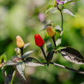 Graines de piment 'Lila Luzi' - 5 graines biologiques
