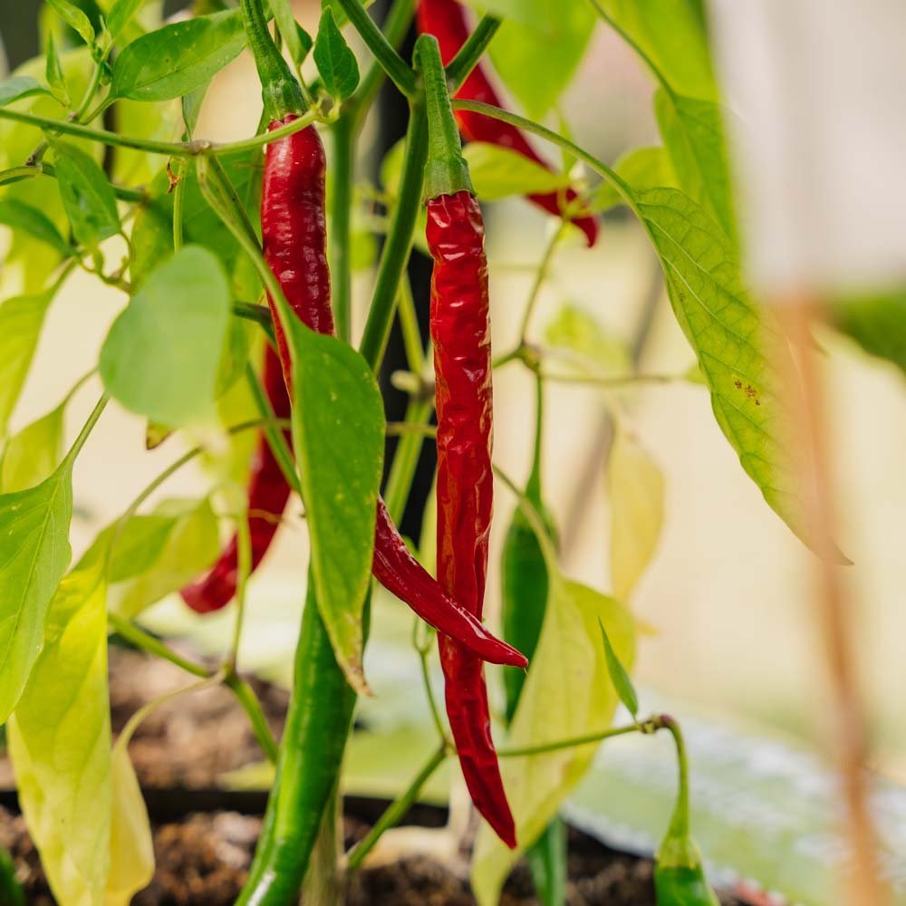 Graines de piment 'Westlandse Lange Rode' - 25 graines biologiques