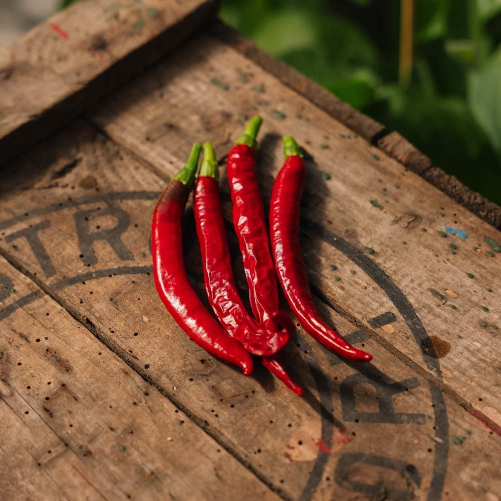 Graines de piment 'Westlandse Lange Rode' - 25 graines biologiques