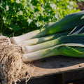Graines de poireau 'Hannibal' - 100 graines biologiques
