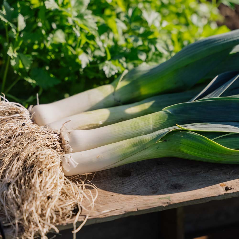Graines de poireau 'Hannibal' - 100 graines biologiques