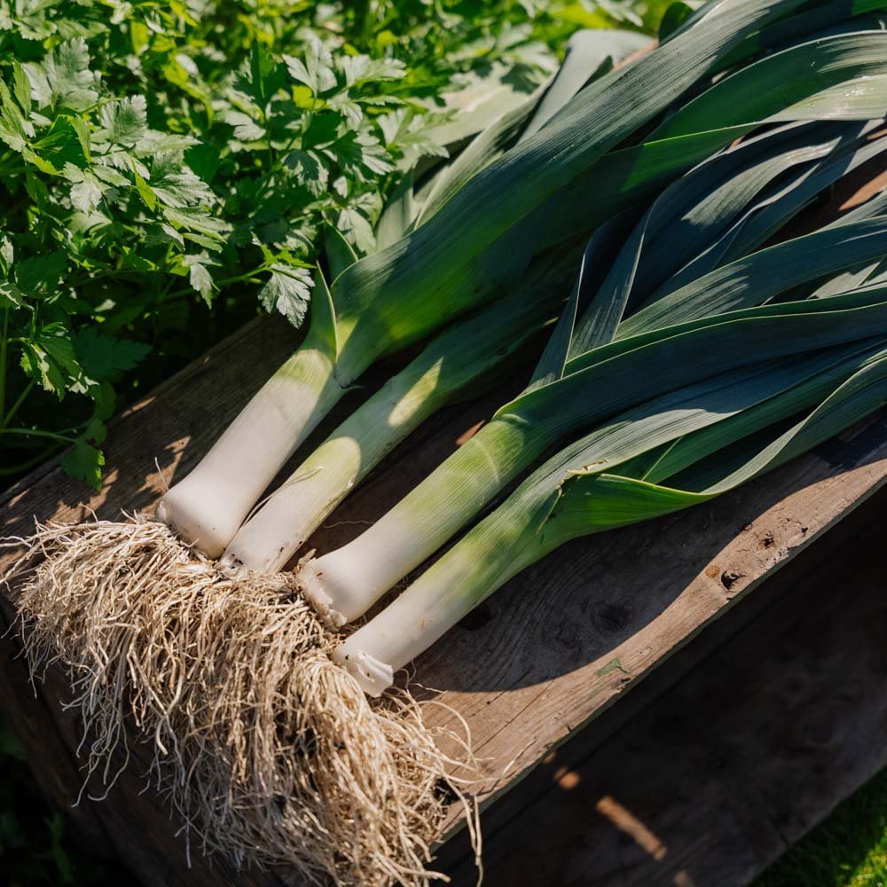 Graines de poireau 'Hannibal' - 100 graines biologiques
