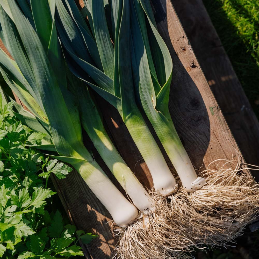 Graines de poireau 'Hannibal' - 100 graines biologiques