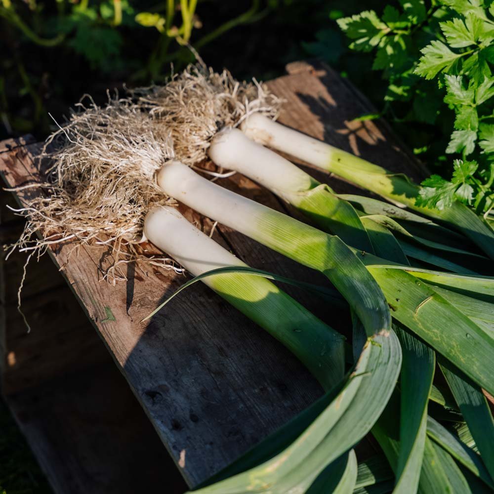 Graines de poireau 'Kulaures' - 100 graines biologiques