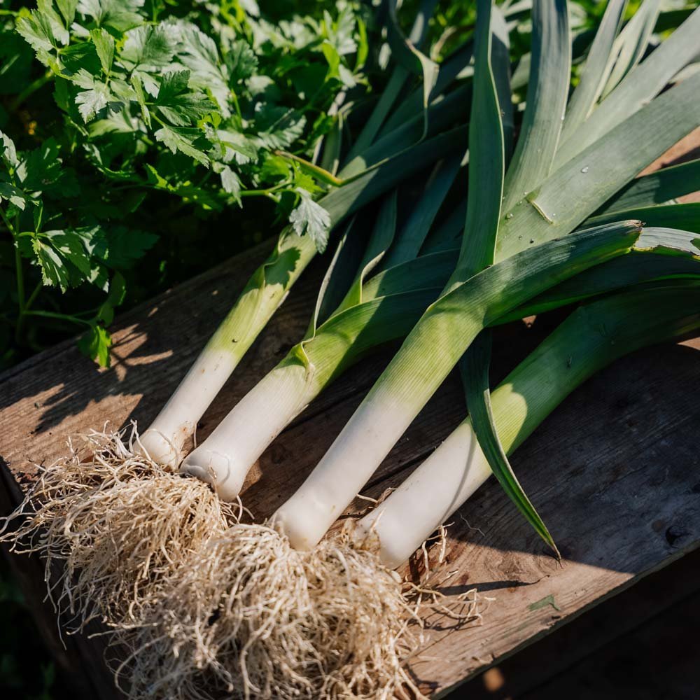 Graines de poireau 'Kulaures' - 100 graines biologiques