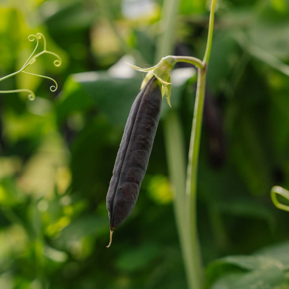 Graines de pois 'Blauwschokker' - 50 graines biologiques
