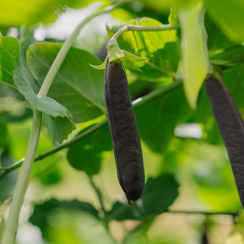 Graines de pois 'Blauwschokker' - 50 graines biologiques