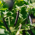 Graines de pois 'Blauwschokker' - 50 graines biologiques