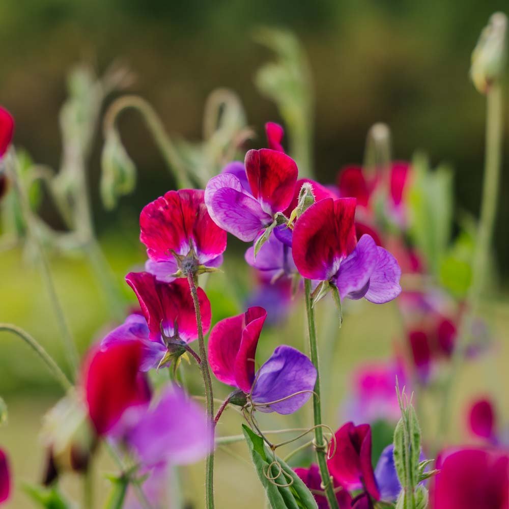 Graines de pois de senteur 'Sweet Pea' - 30 graines biologiques