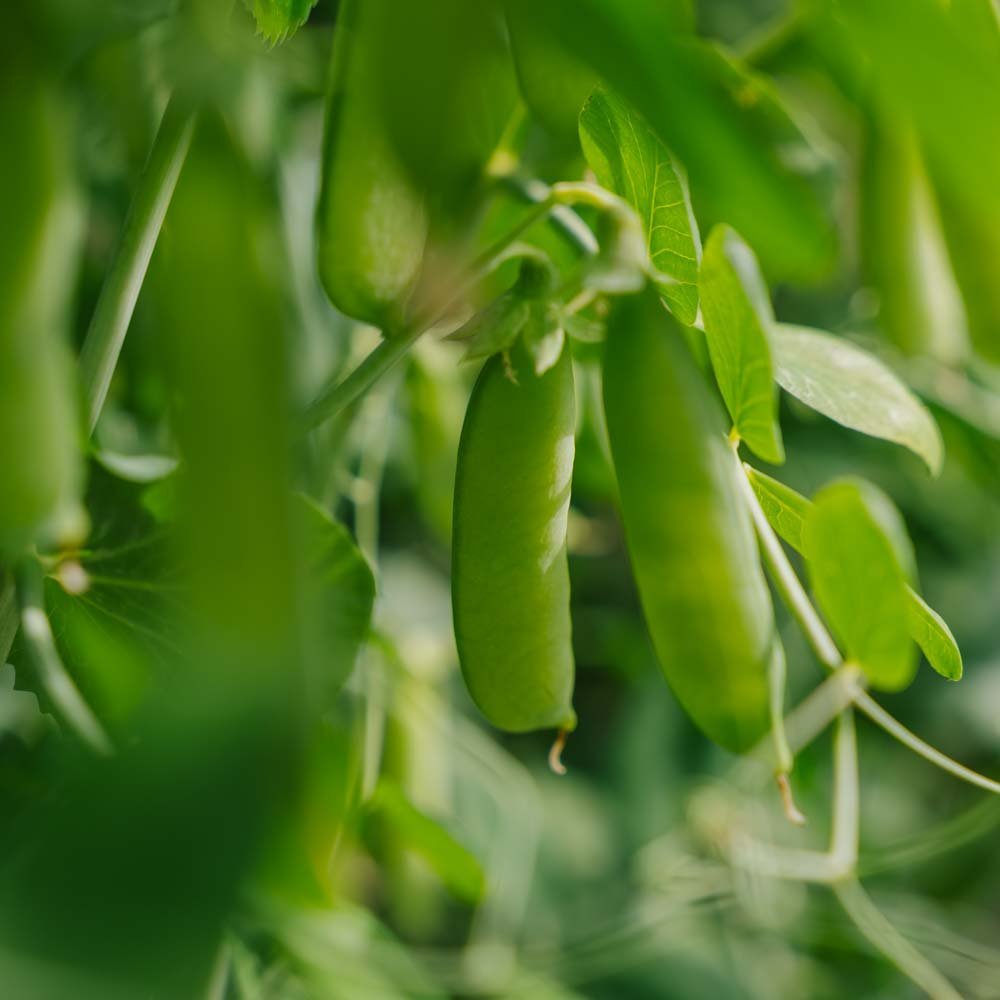 Graines de pois 'Eerste Vroege Mei' - 50 graines biologiques