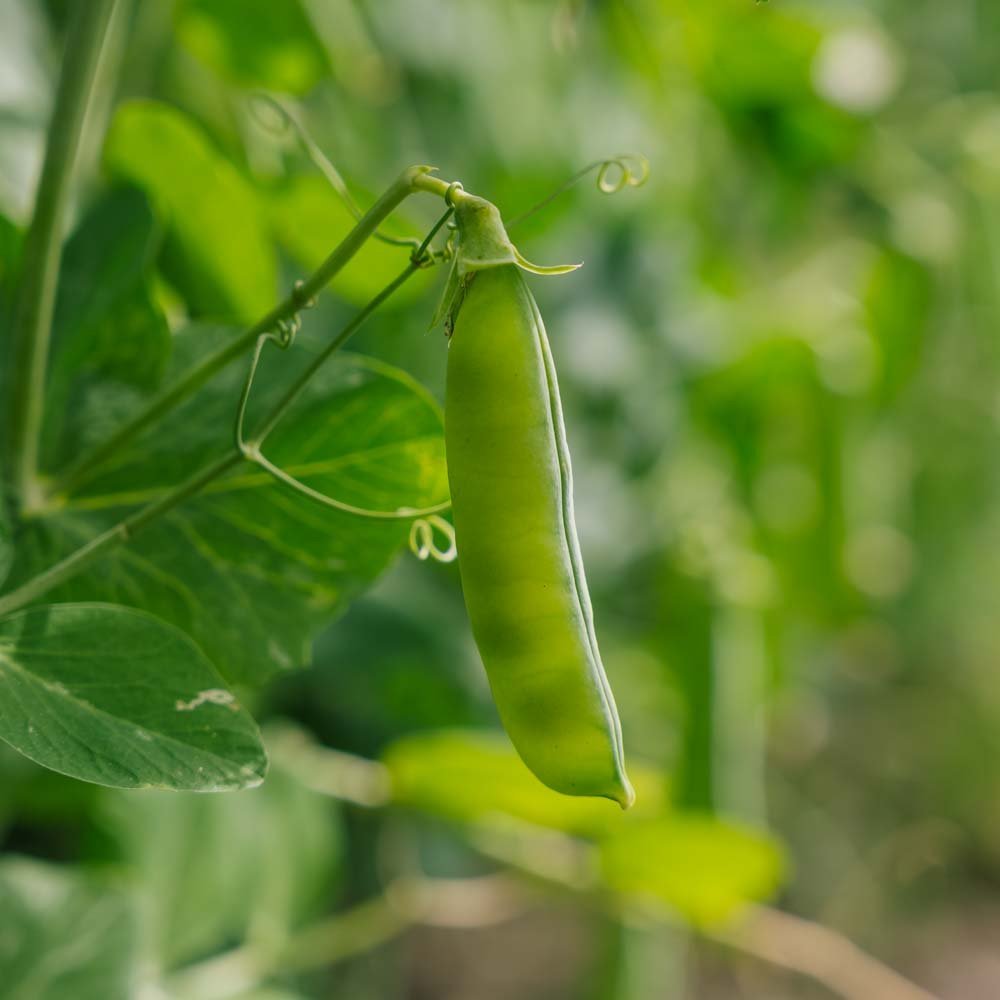 Graines de pois 'Eerste Vroege Mei' - 50 graines biologiques