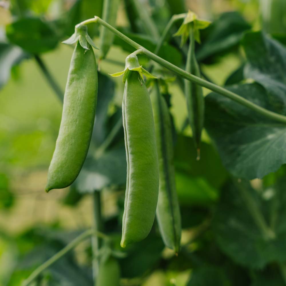 Graines de pois 'Kelvedon Wonder' - 50 graines biologiques