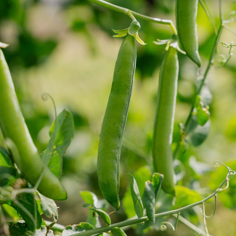 Graines de pois 'Kelvedon Wonder' - 50 graines biologiques
