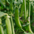 Graines de pois 'Kelvedon Wonder' - 50 graines biologiques