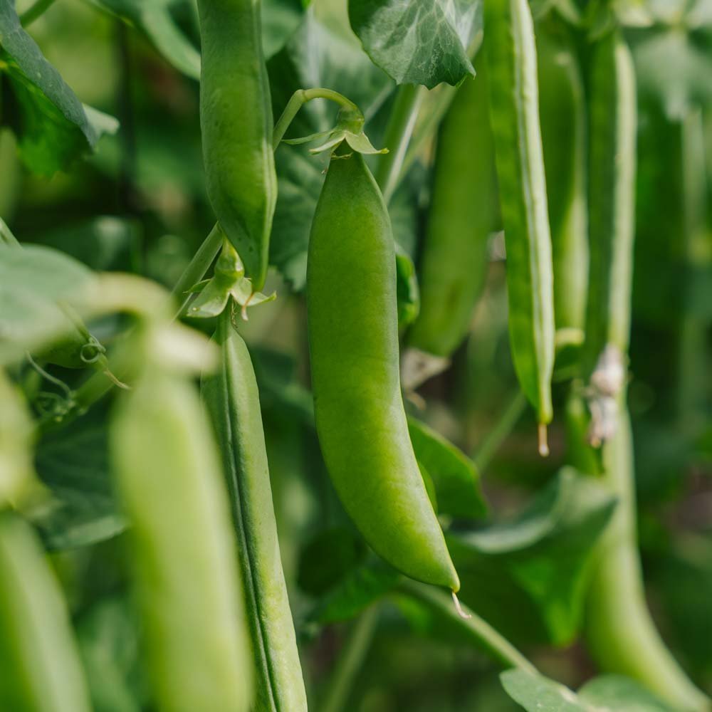 Graines de pois 'Kelvedon Wonder' - 50 graines biologiques