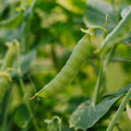 Graines de pois mange - tout 'Heraut' - 20 graines biologiques