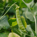 Graines de pois mange - tout 'Heraut' - 20 graines biologiques