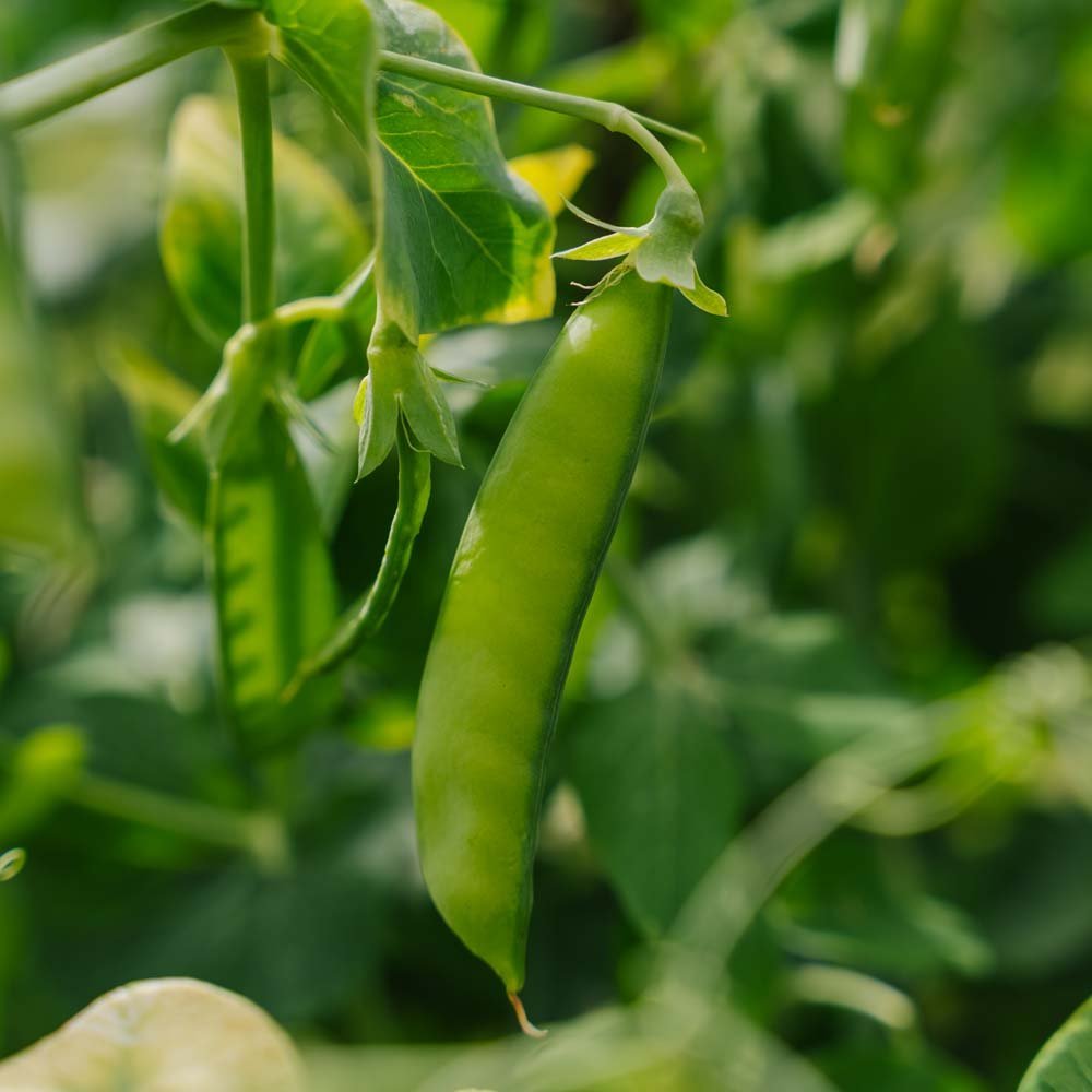 Graines de pois mange - tout 'Heraut' - 20 graines biologiques