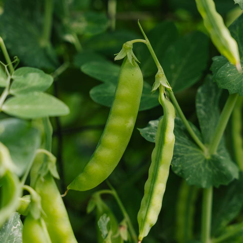 Graines de pois mange - tout 'Norli' - 20 graines biologiques