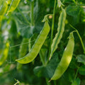 Graines de pois mange - tout 'Norli' - 20 graines biologiques